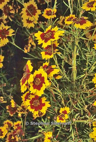 coreopsis tinctoria graphic